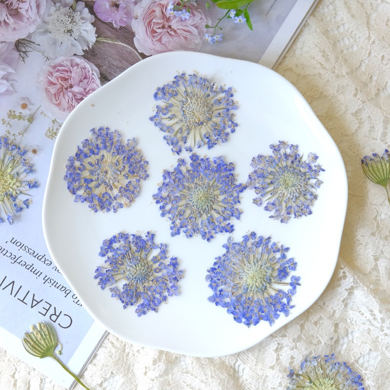 12 Peças de Flores Naturais Se - Dried Flower Bookmark avaliação e preço