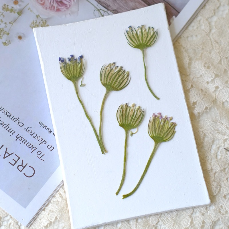 12 Peças de Flores Naturais Se - Dried Flower Bookmark avaliação e preço