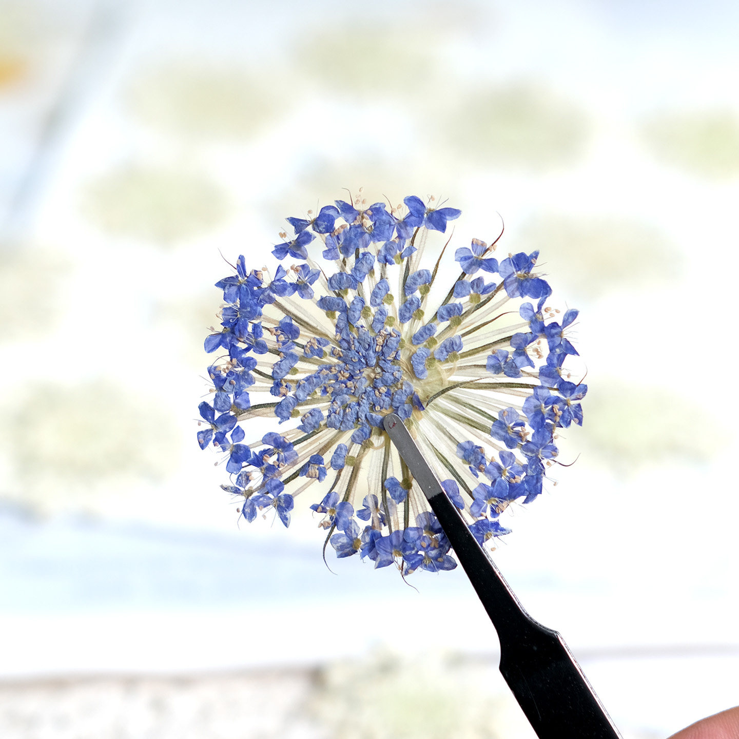 12 Peças de Flores Naturais Se - Dried Flower Bookmark avaliação e preço
