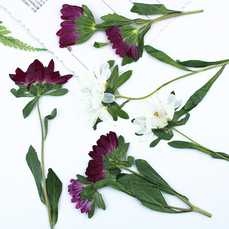 24 peças, Mini Crisântemos Sec - Dried Flower Bookmark avaliação e preço