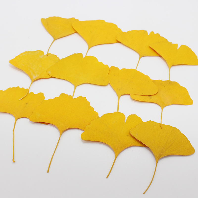 60 folhas de Ginkgo Biloba (am - Dried Flower Bookmark avaliação e preço